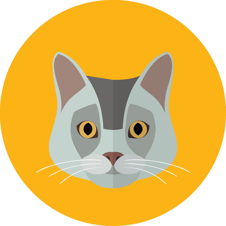 Cat Accessories