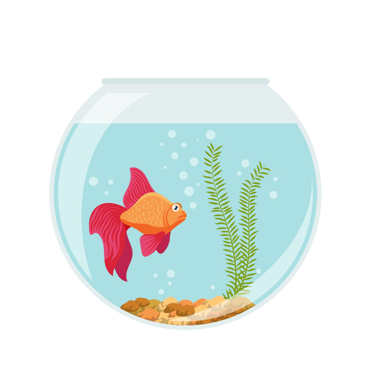Fish Accessories