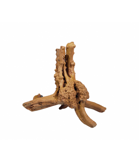 Karis Natural Mangrove Tree Root